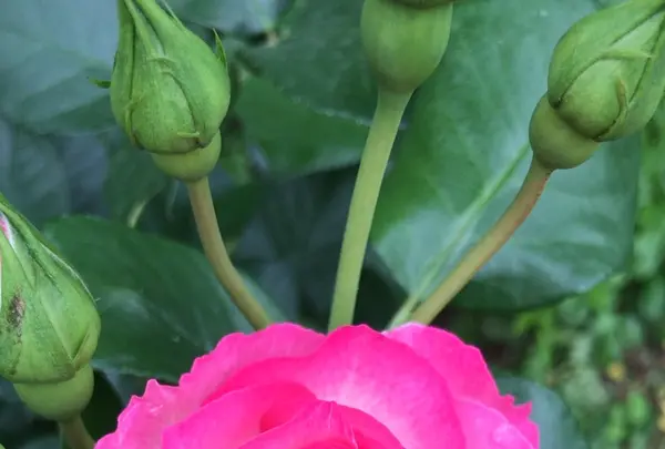 千葉市都市緑化植物園の写真・動画_image_1597226