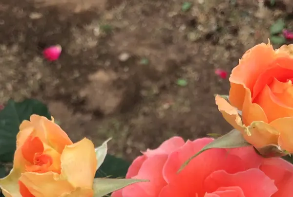 千葉市都市緑化植物園の写真・動画_image_1597227