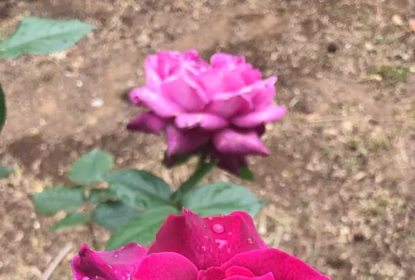 千葉市都市緑化植物園の写真・動画_image_1597228