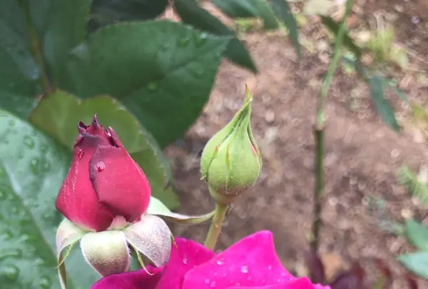 千葉市都市緑化植物園の写真・動画_image_1597229