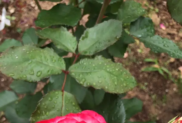 千葉市都市緑化植物園の写真・動画_image_1597230