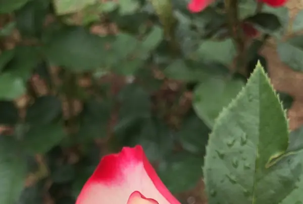 千葉市都市緑化植物園の写真・動画_image_1597231