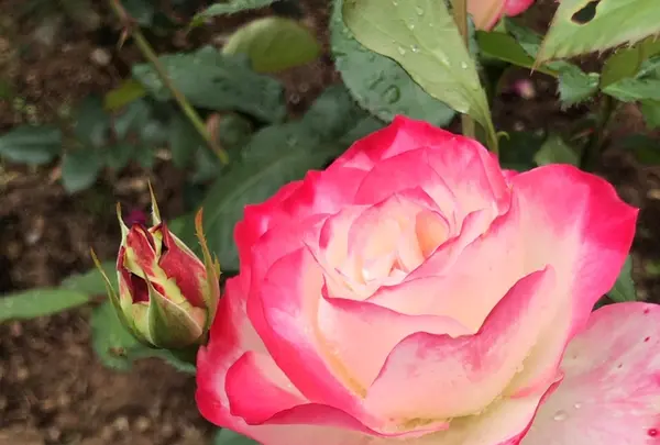 千葉市都市緑化植物園の写真・動画_image_1597232