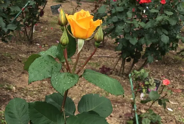 千葉市都市緑化植物園の写真・動画_image_1597233