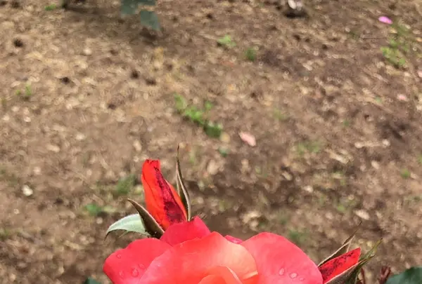 千葉市都市緑化植物園の写真・動画_image_1597234