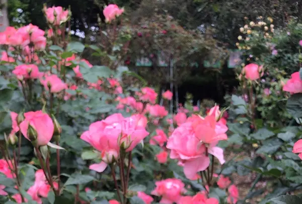 千葉市都市緑化植物園の写真・動画_image_1597235