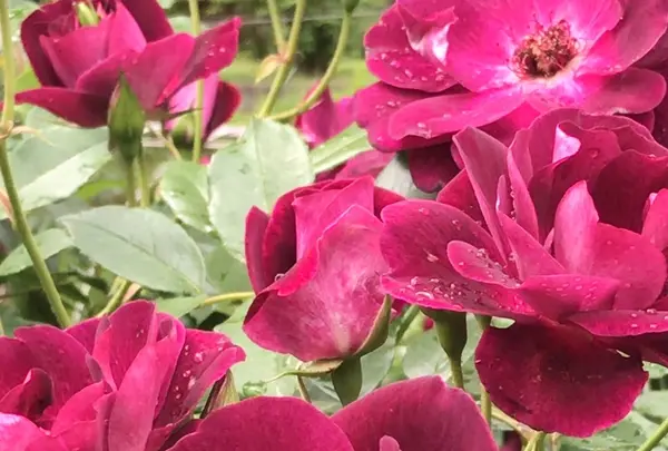 千葉市都市緑化植物園の写真・動画_image_1597236