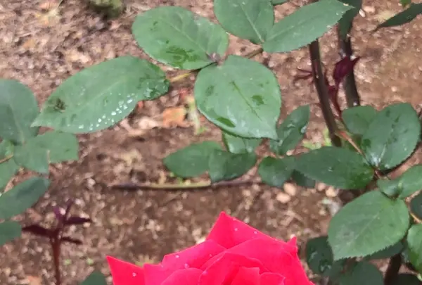 千葉市都市緑化植物園の写真・動画_image_1597237