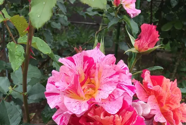 千葉市都市緑化植物園の写真・動画_image_1597238