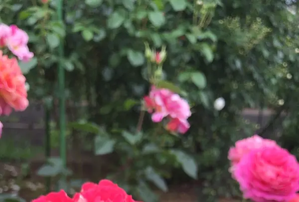 千葉市都市緑化植物園の写真・動画_image_1597239