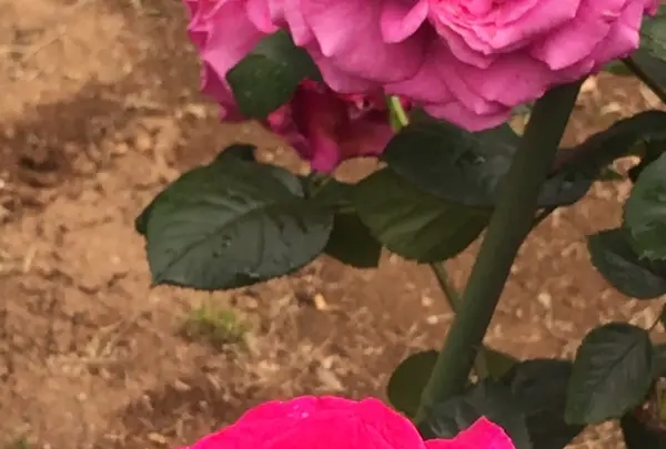 千葉市都市緑化植物園の写真・動画_image_1597240