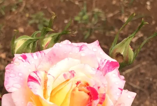 千葉市都市緑化植物園の写真・動画_image_1597241