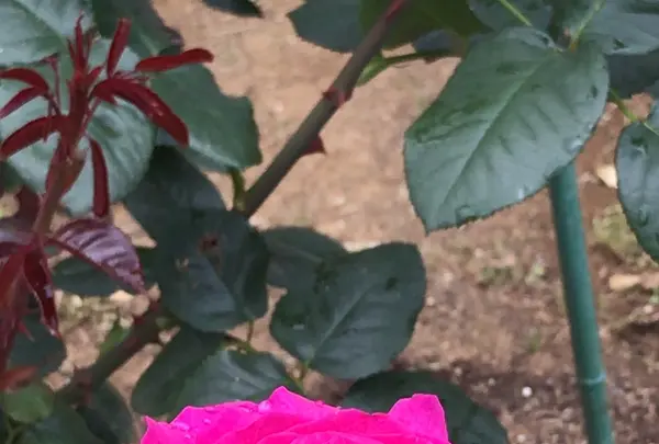 千葉市都市緑化植物園の写真・動画_image_1597242