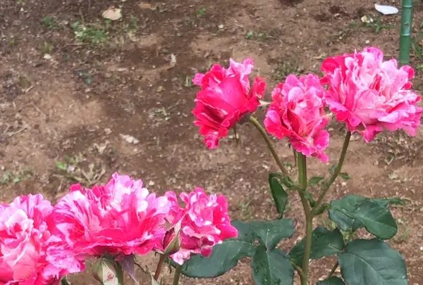 千葉市都市緑化植物園の写真・動画_image_1597243