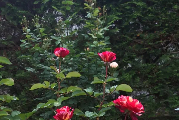千葉市都市緑化植物園の写真・動画_image_1597244