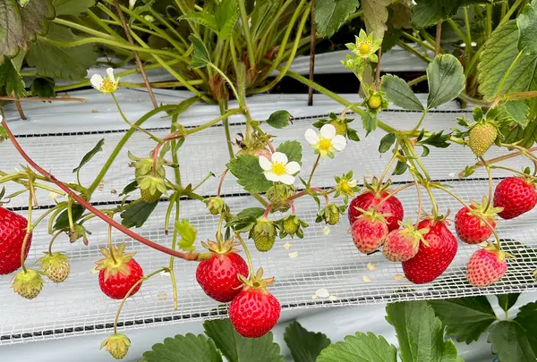 玄農舎・プーさんのいちご園の写真・動画_image_1619743