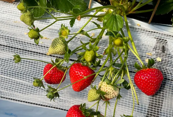 玄農舎・プーさんのいちご園の写真・動画_image_1619744