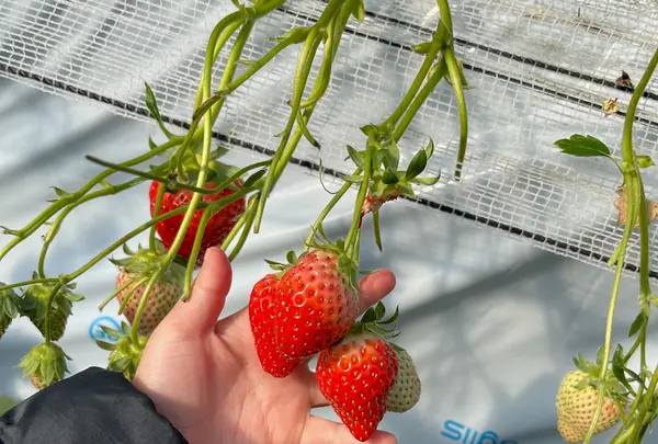 玄農舎・プーさんのいちご園の写真・動画_image_1619745