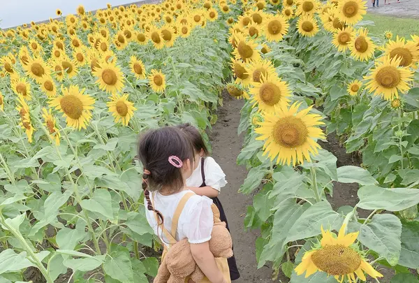 柳川ひまわり園の写真・動画_image_1621222