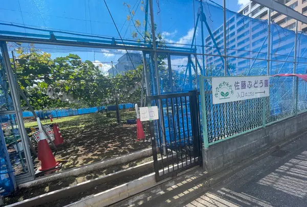 佐藤ぶどう園の写真・動画_image_1660586