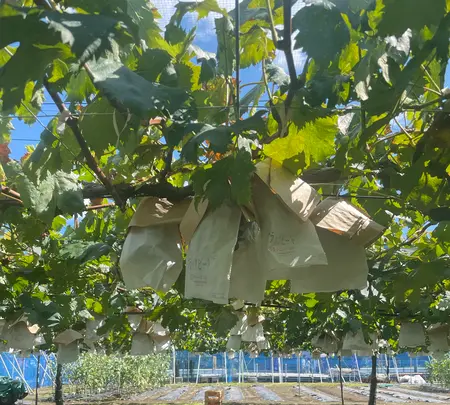 佐藤ぶどう園の写真・動画_image_1660587