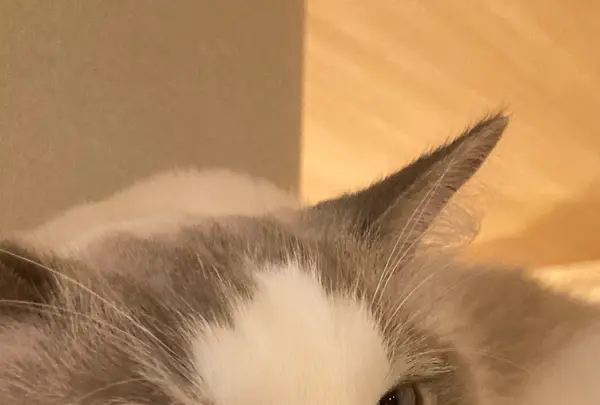 猫カフェ モカラウンジ新宿店の写真・動画_image_1669877