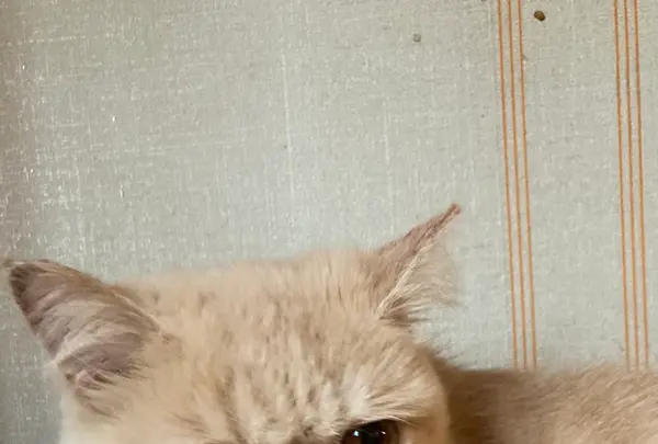 猫カフェ モカラウンジ新宿店の写真・動画_image_1669878