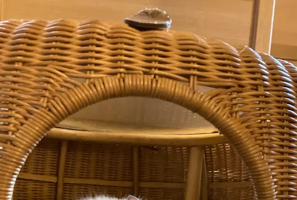 猫カフェ モカラウンジ新宿店の写真・動画_image_1669879