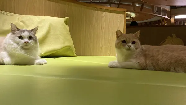 猫カフェ モカラウンジ新宿店の写真・動画_image_1669880