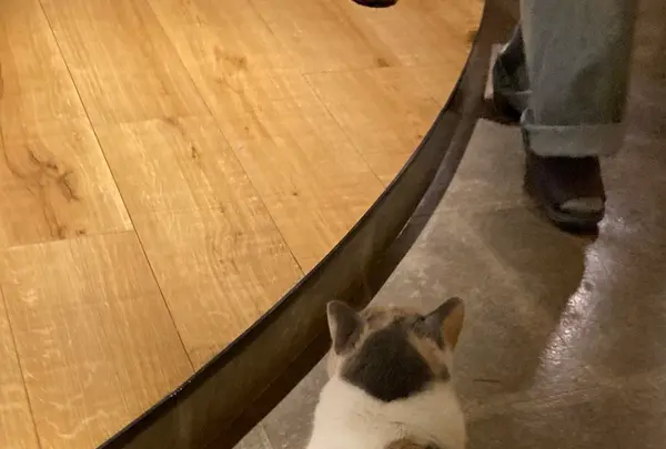 猫カフェ モカラウンジ新宿店の写真・動画_image_1669882