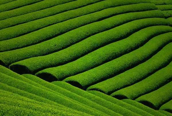 宇治茶の郷　和束の茶畑の写真・動画_image_175647