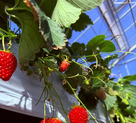 れっどぱーるの写真・動画_image_1766574