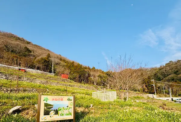 水仙の里の写真・動画_image_1783324