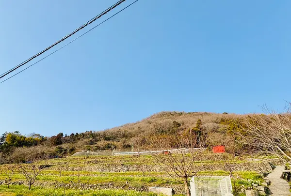 水仙の里の写真・動画_image_1783327