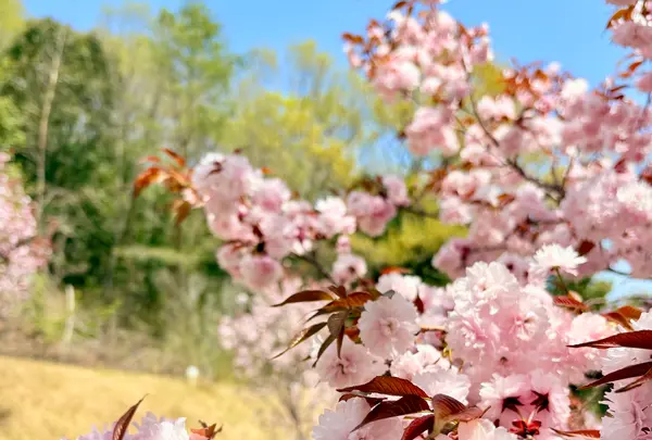 宗堂桜の写真・動画_image_1805641