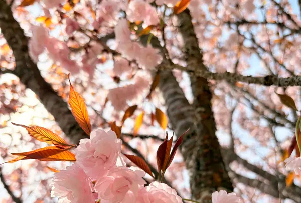 宗堂桜の写真・動画_image_1805642