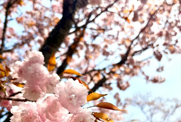 宗堂桜の写真・動画_image_1805643