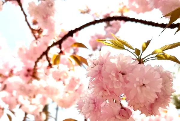 宗堂桜の写真・動画_image_1805645