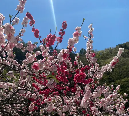 月川温泉の花桃の写真・動画_image_1814781