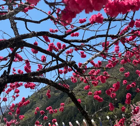 月川温泉の花桃の写真・動画_image_1814782