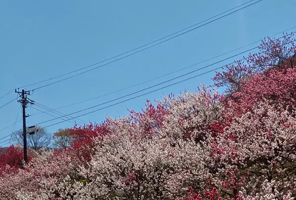月川温泉の花桃の写真・動画_image_1814783