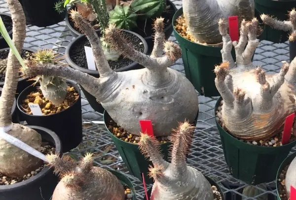 BOTANIZE Shirokaneの写真・動画_image_1827980