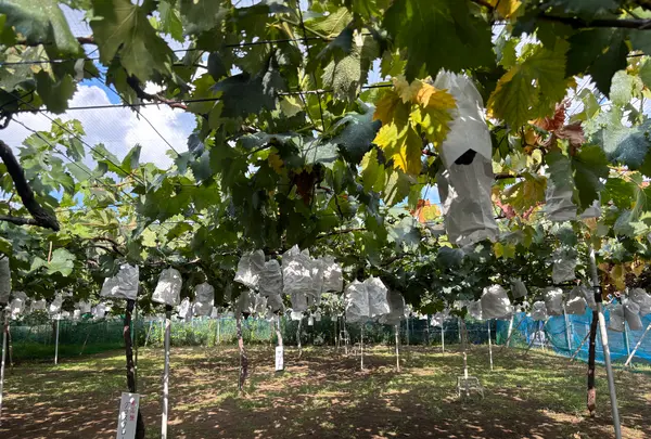 山崎ブドウ園の写真・動画_image_1880873