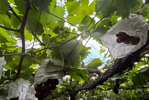 山崎ブドウ園の写真・動画_image_1880874