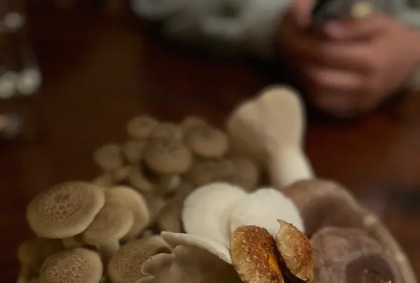 きのこの舘の写真・動画_image_1882559