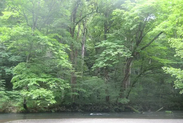 奥入瀬渓流