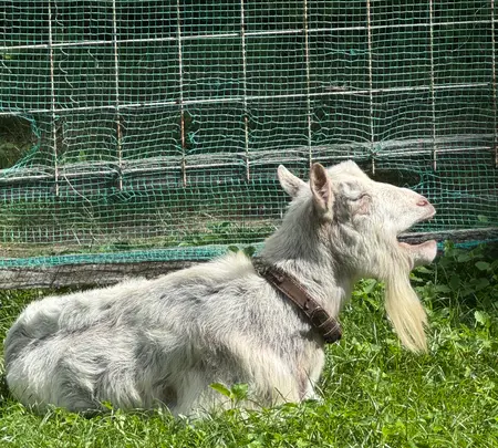 佐久島の写真・動画_image_1914366