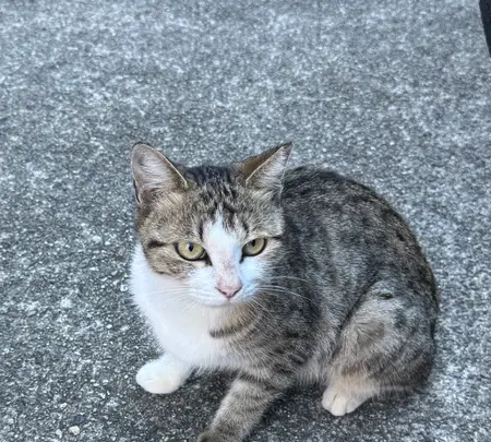 佐久島の写真・動画_image_1914370