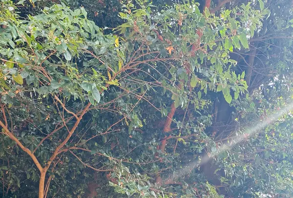 鎮西伊勢分宮 姫神社の写真・動画_image_1933861