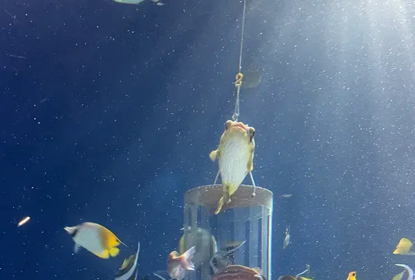 マリンワールド海の中道の写真・動画_image_1935425